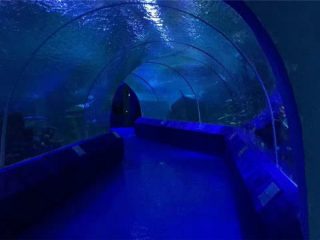 180 или 90 степени акрилни панели за аквариумски тунел