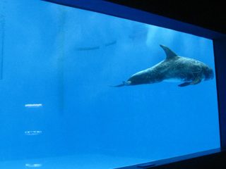висок квалитет Голем акрилик аквариум / базен прозорец подводни дебели прозорци лист