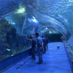 Проект за акрилен тунел океанариум во јавни аквариуми