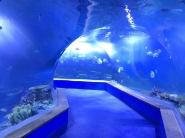 Јасен pmma акрилик Голем пластика тунел на аквариум