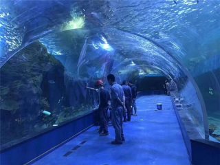 Прилагоден плексиглас акрилен тунел аквариум
