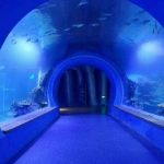Висок јасен голем акрилски тунел аквариум со различни форми