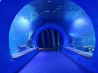 Висок јасен голем акрилски тунел аквариум со различни форми
