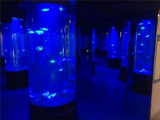 акрилна медуза аквариум резервоарот стакло